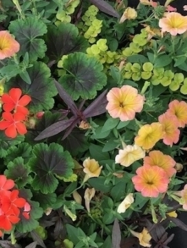 COMBO J 18" Moss Basket